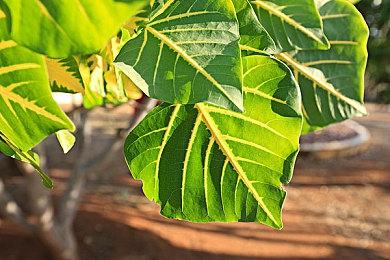 白上吹雪当主角 《FUBUKI ～zero in on Holoearth～》开启发售纪念限时特惠活