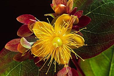 《星战前夜》庆祝20周年 举办烟火秀推出免费扩展